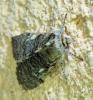 Achlya flavicornis
